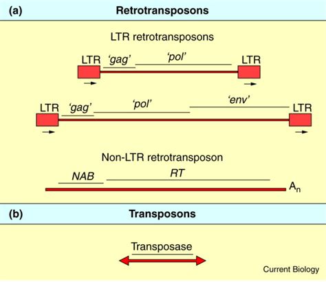 Genome Evolution Sex And The Transposable Element Current Biology