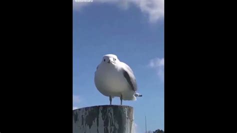 Seagull Scream Youtube