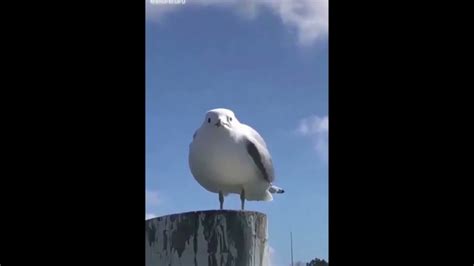 Seagull Scream YouTube