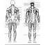 Major Muscles Of The Body Diagram  MedicineBTGcom