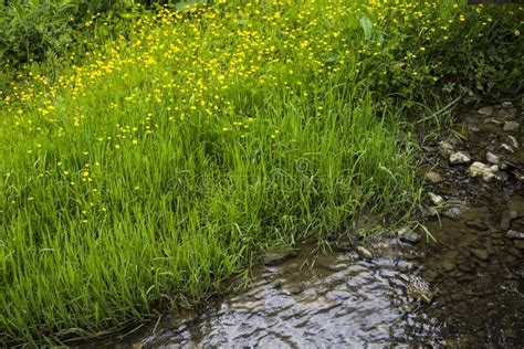 Grass At The River Bank Stock Image Image Of Growth 91747301