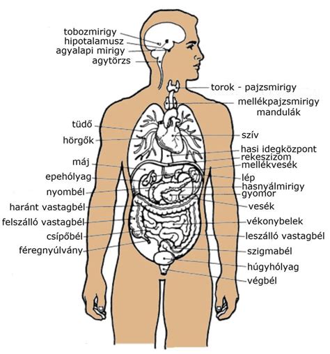 Az Emberi Test Izmai Az Emberi Test Izumi Tv