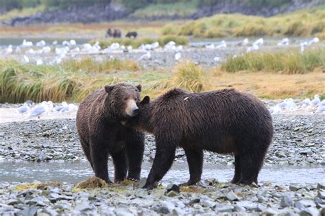 Coastal Brown Bears On Kodiak Island John Halls Alaska Bear