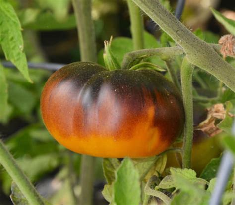 Lucid Gem Tomato Seeds Etsy