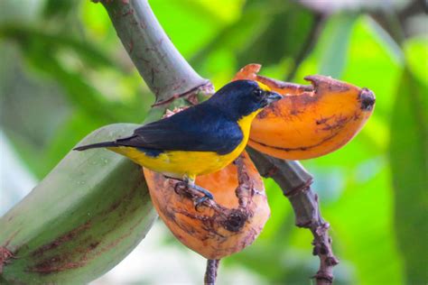 Wildlife Of Monteverde Cloud Forest Reserve Costa Rica