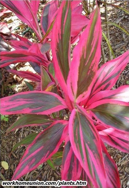 Its broad leaves grow up to 2 ft (60 cm) long and are carried on upright stems some ti plants have solid green leaves, but the most popular house plants include varieties with red, pink, cream, orange or copper variegation. Cordyline terminalis | Plants, Tropical plants, Tropical ...