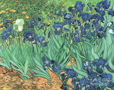 Irises By Vincent Van Gogh Painting By Vincent Van Gogh Fine Art America
