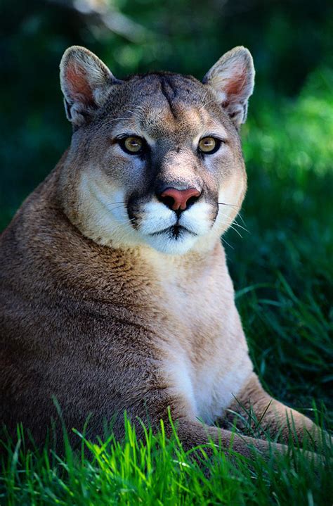 Cougar Felis Concolor Resting On Grass By Art Wolfe