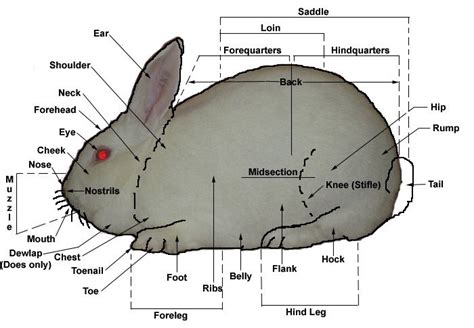 Learn The Parts Of The Rabbit Rabbit Pictures Rabbit Facts Pet