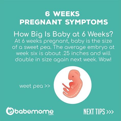 Pin On Pregnancy Weeks Symtoms
