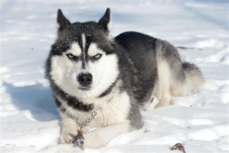 About The Breed Siberian Husky Highland Canine Training Lupon Gov Ph