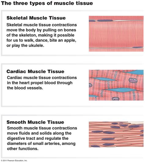 Cardiac Muscle Tissue Vs Skeletal Muscle Tissue
