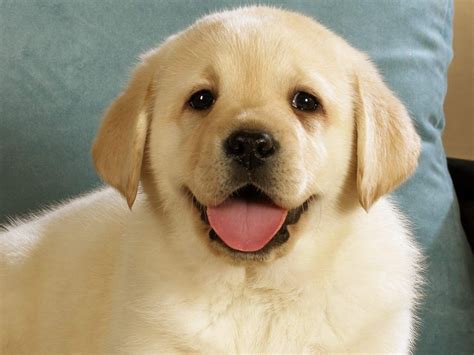 Cute, Puppy, Dog, Widescreen, High, Resolution, Desktop ...