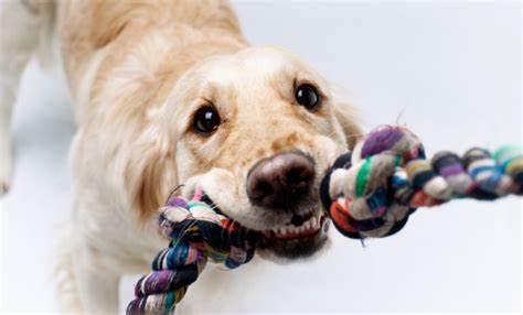 5 Fun Indoor Games For Your Dog Inside Dogs World