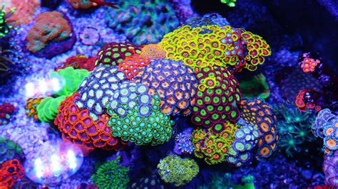 What Is Your Favorite Zoanthid Take The Poll And See The Results It
