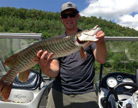 Why are muskie fish known for their northern pike teeth? Tiger muskellunge - Wikipedia