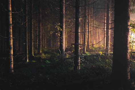 Sunset Forest Pictures Download Free Images On Unsplash