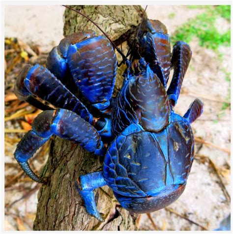 As in most crustaceans, the young of nearly all crabs, when newly hatched from eggs, are very different from the parents. 437 mejores imágenes de cangrejos en Pinterest | Cangrejos ...