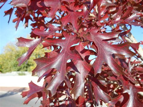 Texas Red Oak Quercus Buckleyi Fall Foliage