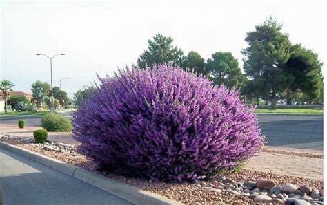 El paso is often called the sun city. Sage bushes showing their beauty by the El Paso ...