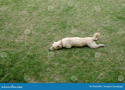 Cute Light Brown Dog Lay Down On Green Grass Stock Photo Image Of
