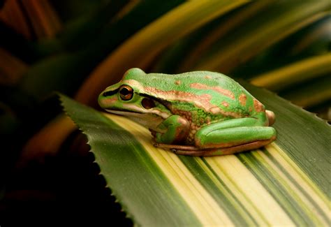 Free Images : nature, green, amphibian, fauna, tree frog, close up