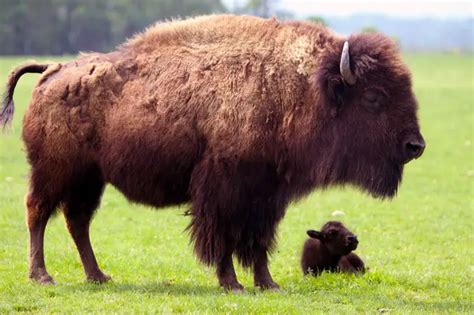 American Bison Facts Anatomy Diet Habitat Behavior Animals Time