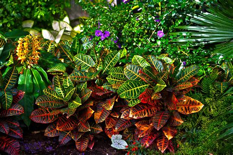 Tropical Plants | Tropical garden plants, Tropical plants, Plants