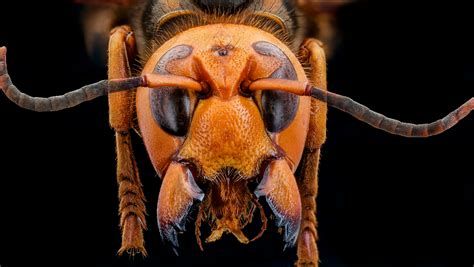 Science Can Destroy Murder Hornets With Sex Pheromones Nerdist