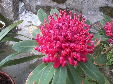 The farm grows leucadendrons, leucospermum and proteas which all grow well in the area as it . EXOTICOS E OUTROS: as minhas proteas