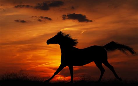 Animal Horse Hd Wallpaper