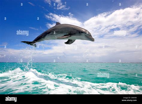 Bottlenose Dolphin Tursiops Truncatus Adult Jumping Out Of The Sea