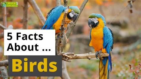 All About Birds 🦚️ 🐧🦅 5 Interesting Facts Animals For Kids