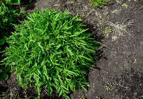 Organic Arugula Salad Rocket Lettuce Eruca Sativa Growing In An