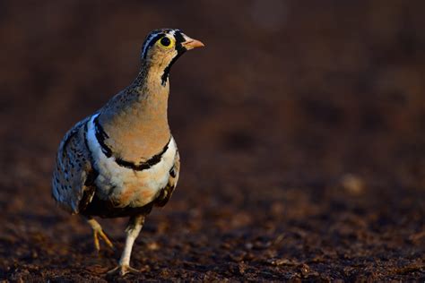 Black Faced Sandgrouse Holmen Birding Safaris