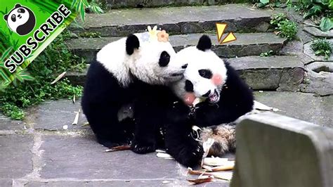 Such A Fierce Panda Fight Just For One Bamboo Youtube