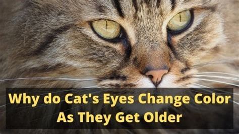 Eating a diet rich in vitamin c has a significant effect on your eye. Why do Cat's Eyes Change Color As They Get Older - The ...