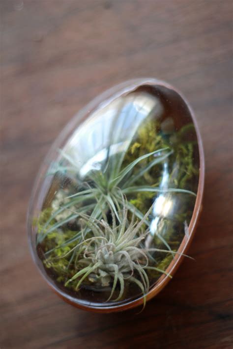 From blooming plants like daffodils, tulips, and gardenias, to green plants for easter to add a little bit of spring right to your home. Easter egg terrarium - The House That Lars Built