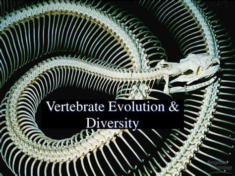 Ppt Vertebrate Evolution And Diversity Powerpoint Presentation Free