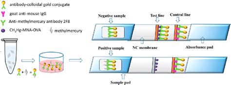 Pdf Development Of An Immunochromatographic Assay For The Detection