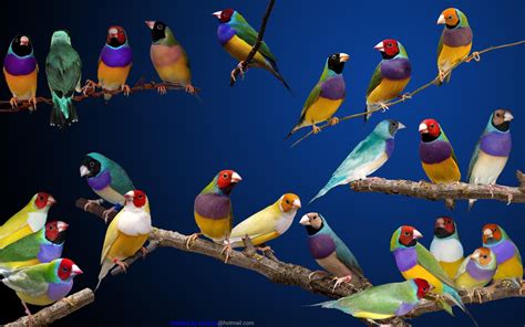 The Gouldian Finch Erythrura Gouldiae Also Known As The Lady