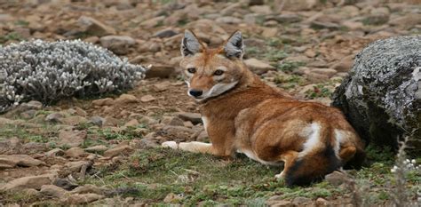 Africas Mammals May Not Be Able To Keep Up With The Pace Of Climate Change