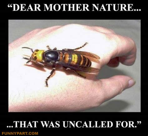 Funny Mother Nature Quotes Quotesgram