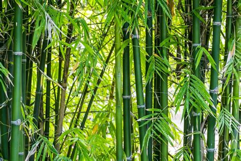 Different Types Of Lucky Bamboo Plant - Lotus Lucky Bamboo