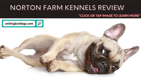 Buy and sell almost anything on gumtree classifieds. Norton Farm Kennels Review + Info (French Bulldog Breeder ...