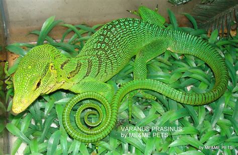 Green Tree Monitor Shop Meandme Pets Green Tree Monitor Varanus