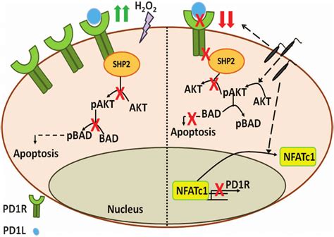 Shp 2 Signaling Pathway