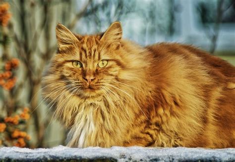 Top 10 Irish Cat Names Karlas Pet Care In Elk Grove Ca