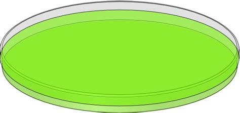 Check spelling or type a new query. Green Petri Dish Clip Art at Clker.com - vector clip art ...