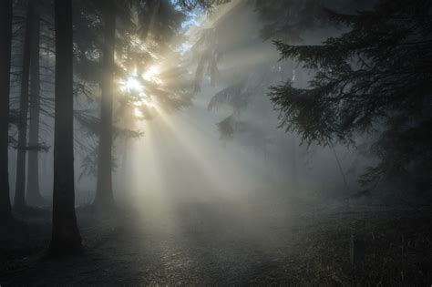 Free Images Landscape Tree Nature Forest Sky Fog Sunrise